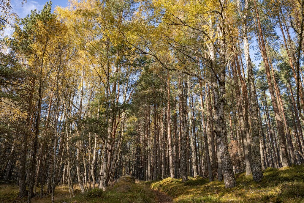 Birch at Abernethy National Nature Reserve, Scotland