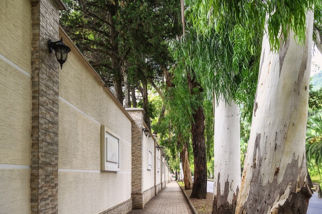 Eucalyptus growing in Gagry, Abkhazia