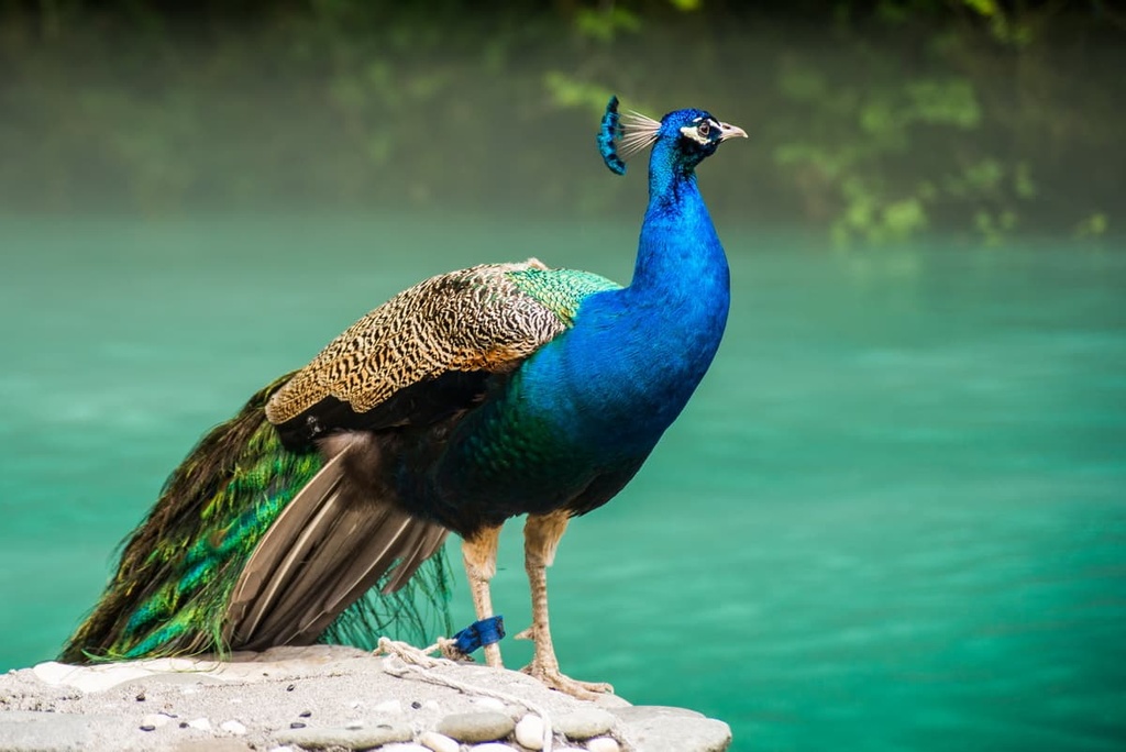 A peacock against the background of Blue Lake, Abkhazia