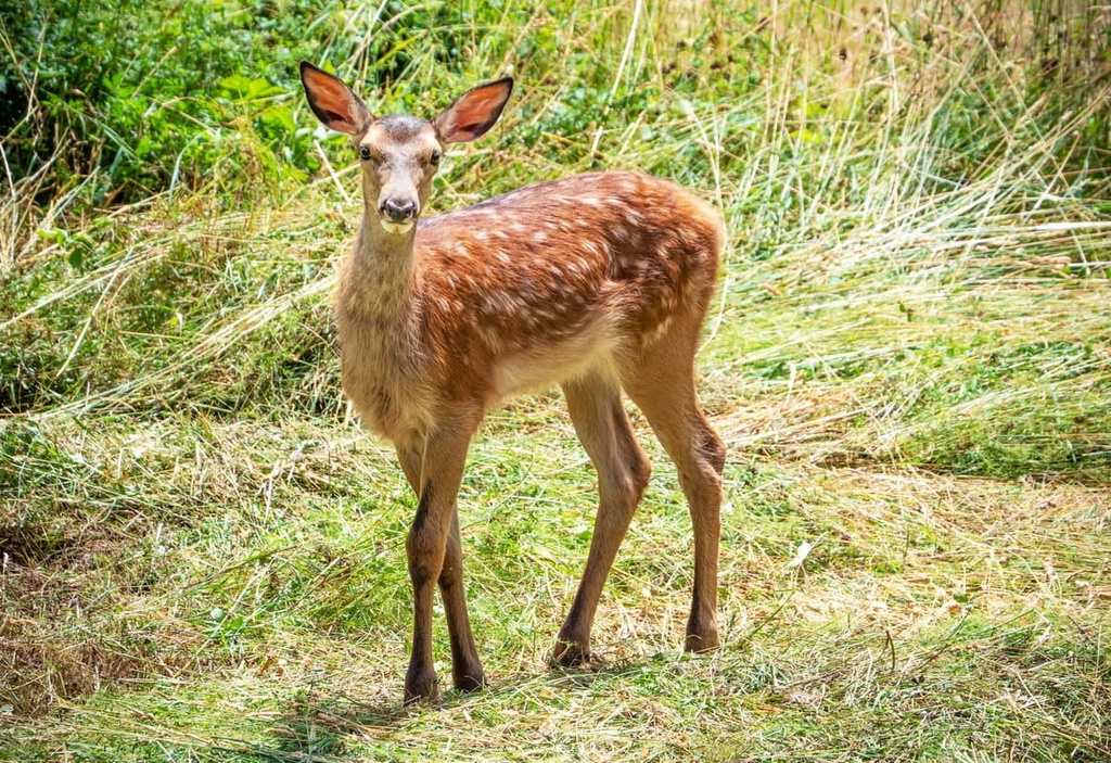 Animals, Abruzzo, Lazio and Molise National Park