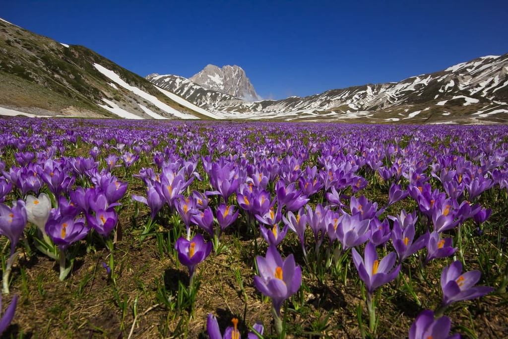crocus flowering, Abruzzo, Lazio and Molise National Park