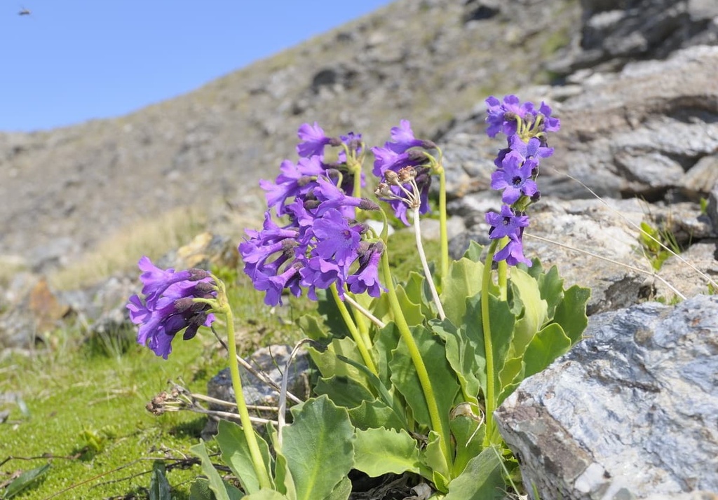 Primula daonensis, Adamello Regional Park, Italy