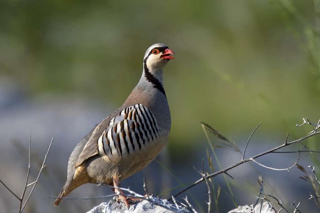 rock partridges, Adamello Regional Park, Italy