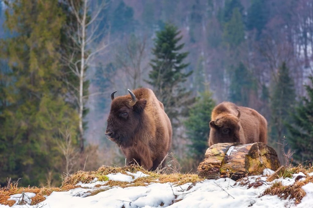 The Caucasian bison, Adygea, Russia