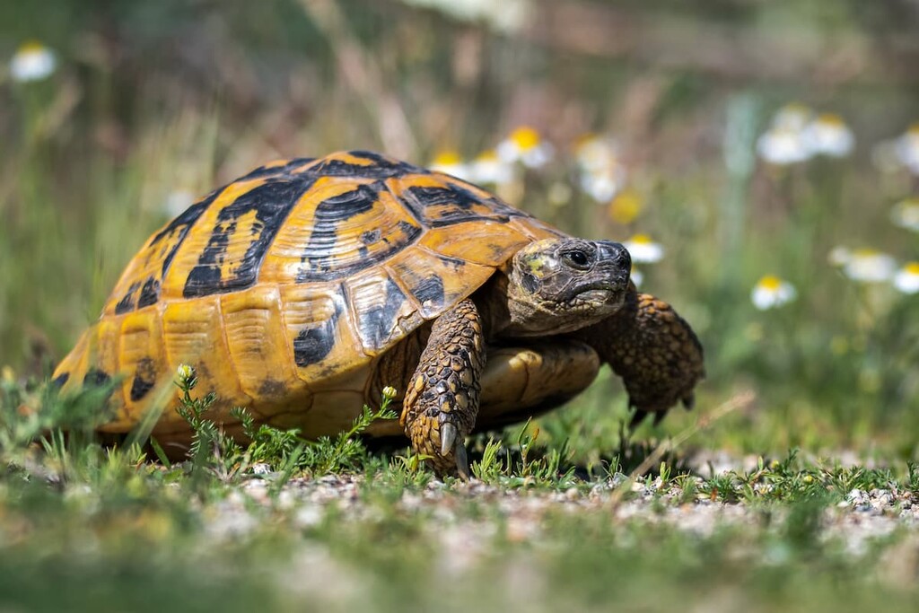 Hermann’s tortoises, Ainos National Park, Greece