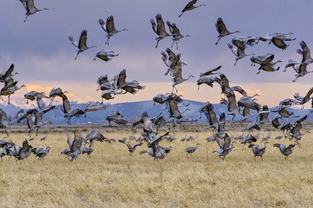 Migrating Sandhill Cranes near Alamosa, Alamosa County