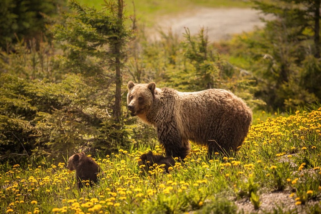 Bears, Alberta, Canada