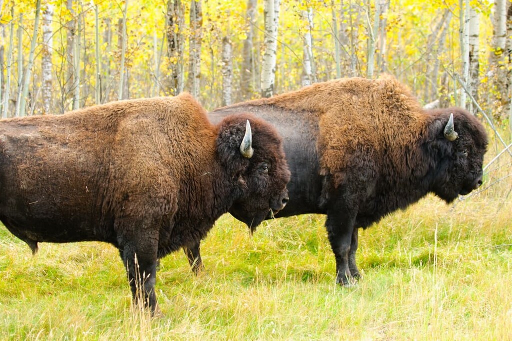 Wild Wood Bison, Elk Island National Park, Alberta, Canada