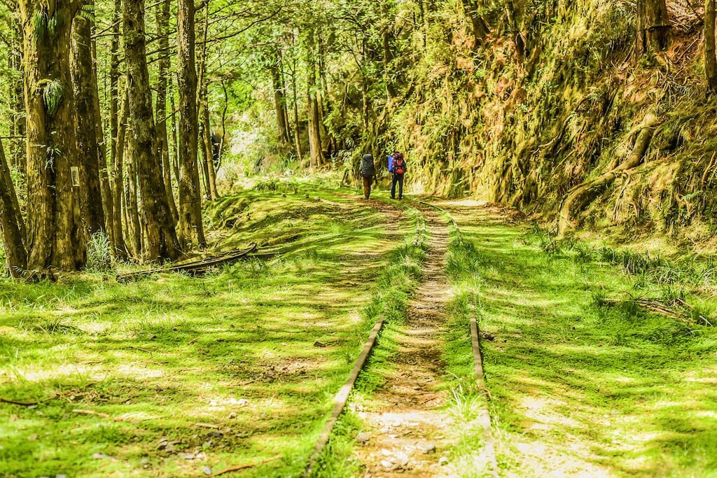 Alishan Forest, Alishan National Forest Recreation Area, Taiwan