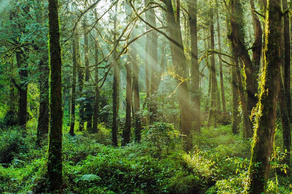 Alishan forest, Alishan National Forest Recreation Area, Taiwan