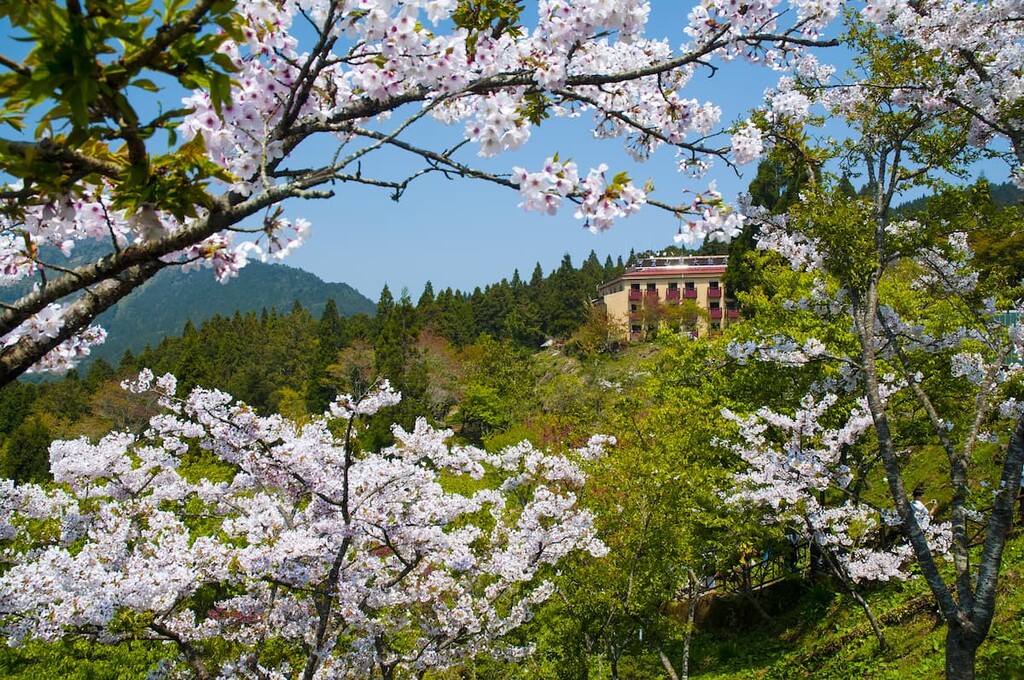 Cherry Blossom Trail, Alishan National Forest Recreation Area, Taiwan