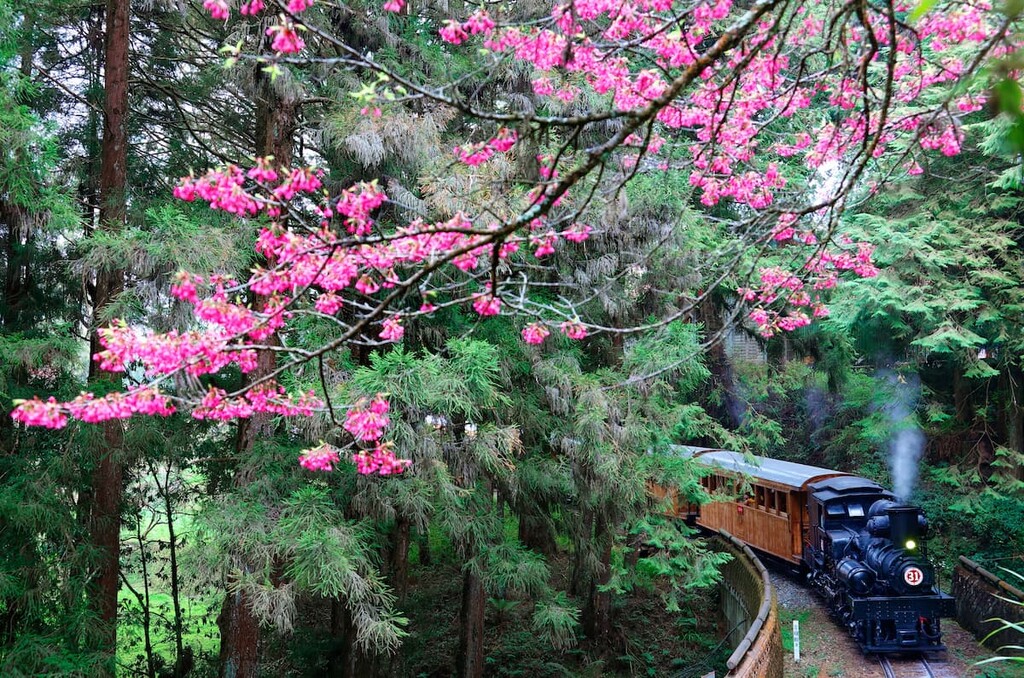 Train,Tashan Major Wildlife Habitat, Alishan-National-Forest