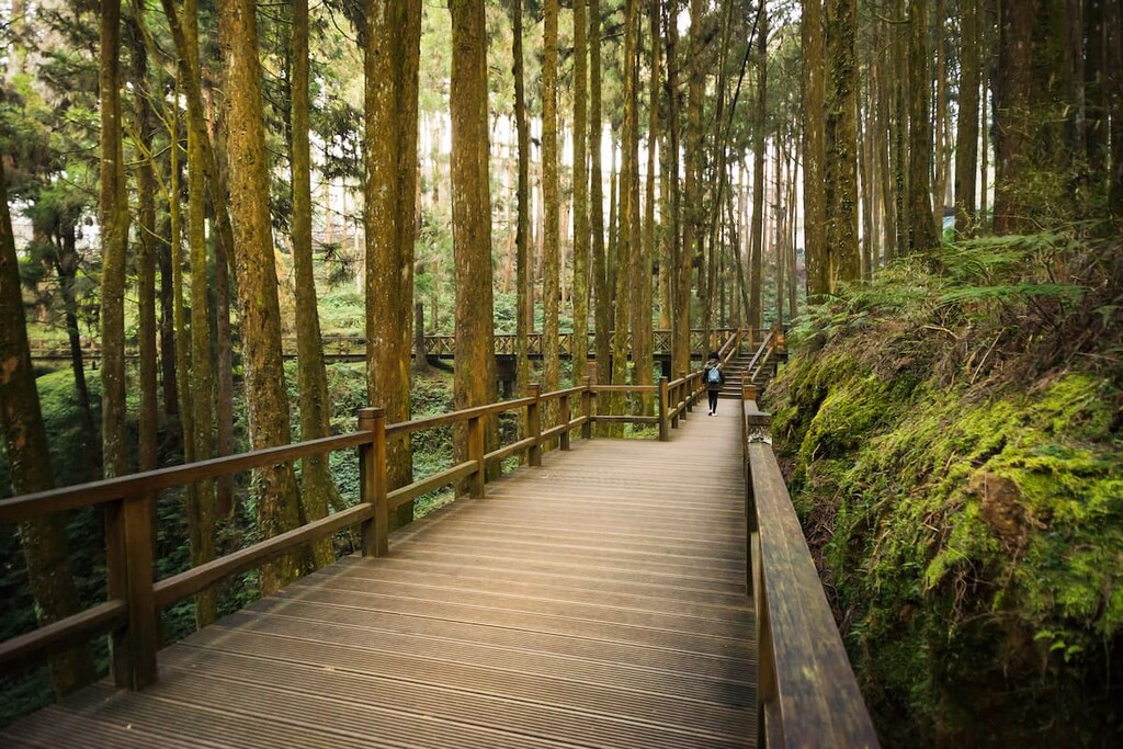 Red cypress forest, Tashan Major Wildlife Habibat, Alishan National Forest,Taiwan