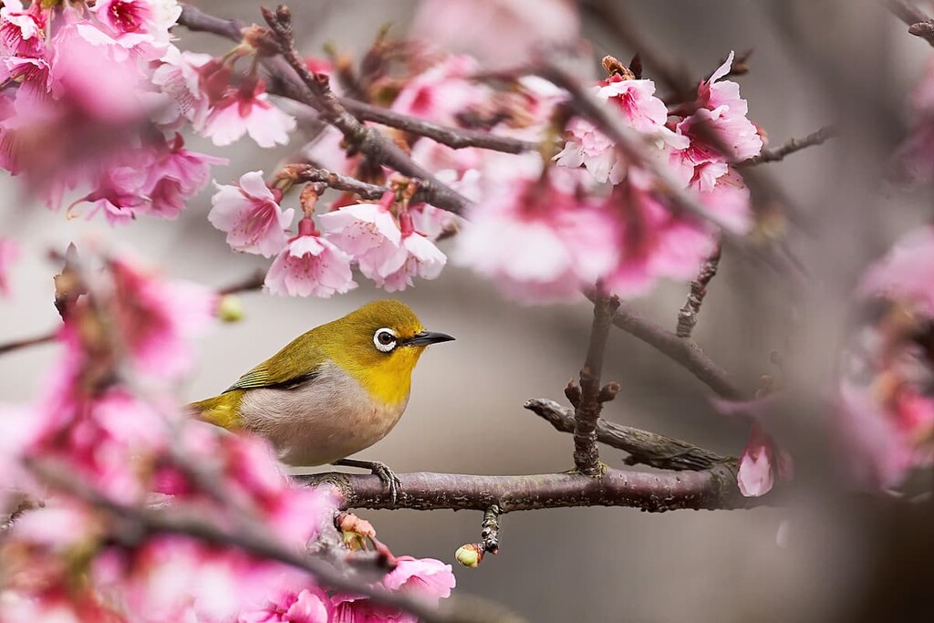 Zosterops simplex bird, Alishan National Forest Recreation Area, Taiwan