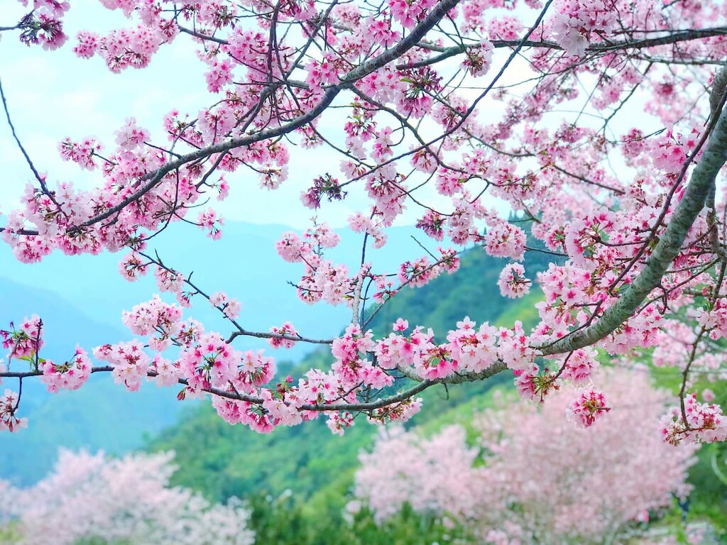 cherry blossoms, Alishan National Forest Recreation Area, Taiwan