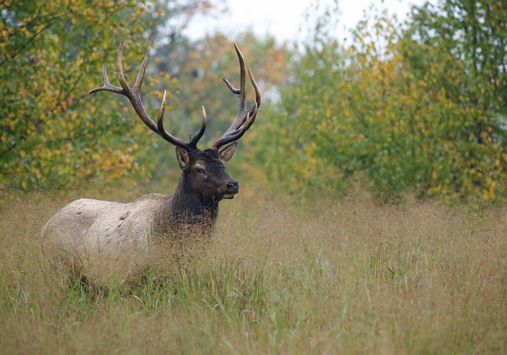 Big bull elk, Allegheny National Forest