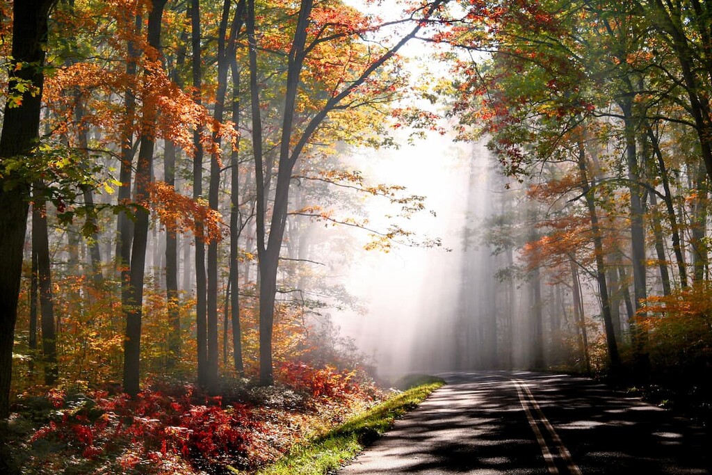 Allegheny National Forest