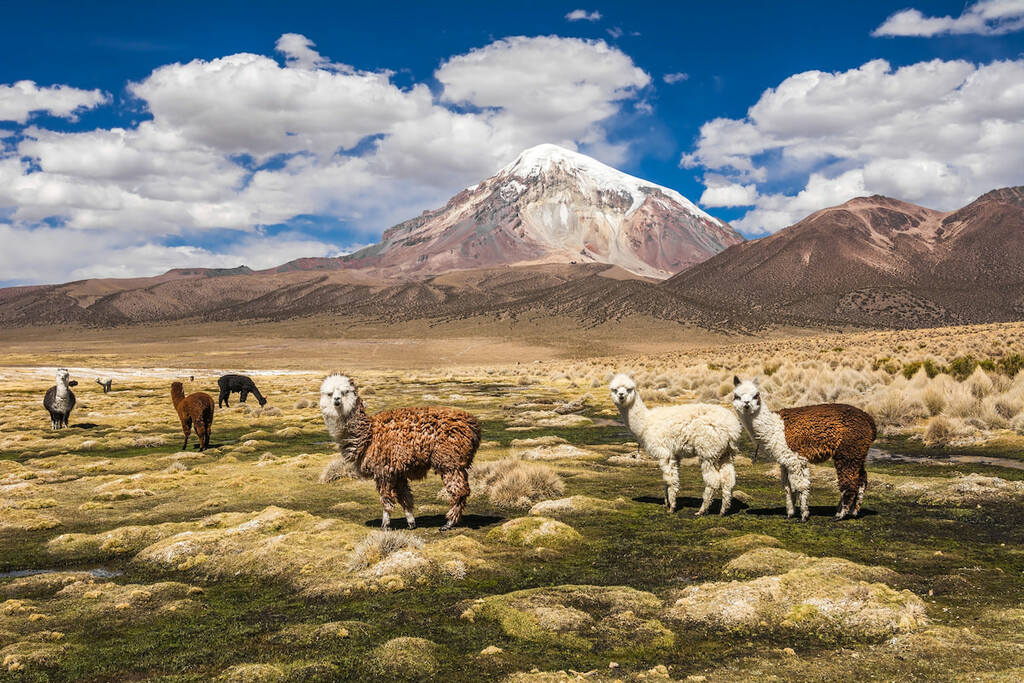 Andes (Bolivia, Peru, Ecuador, Colombia, Venezuela)