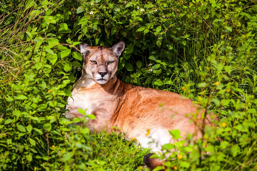 Puma, Andes Mountains, Argentina