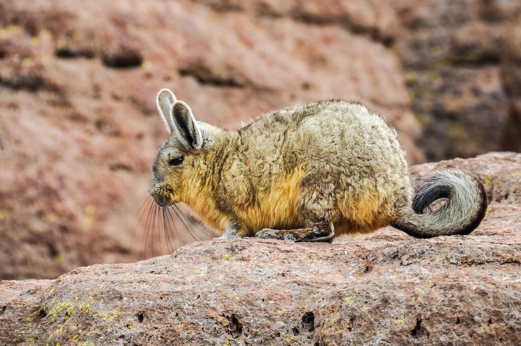 Viscacha, Andes Mountains, Argentina