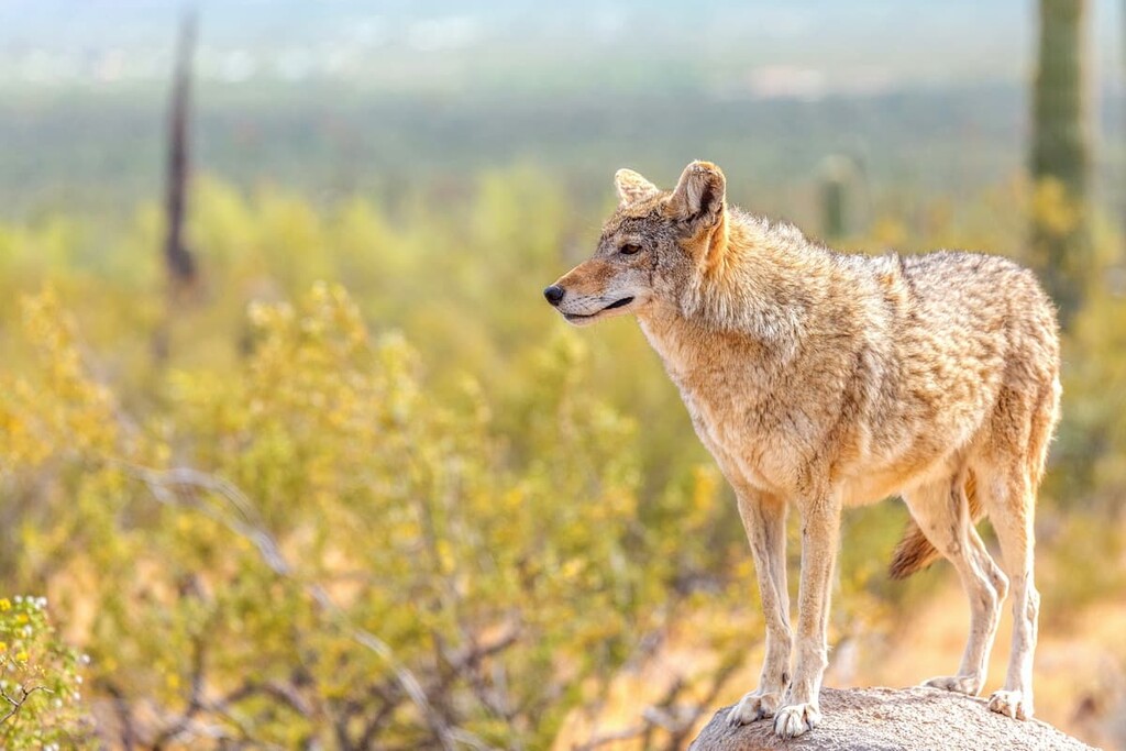 Coyotes, Anza-Borrego Desert State Park, California
