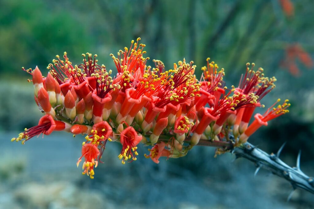 red-blooming ocotillo, Anza-Borrego Desert State Park, California