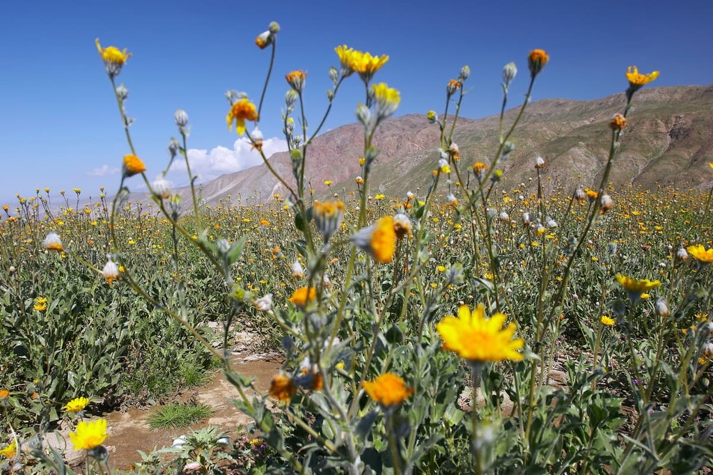 Anza Borrego Desert State Wilderness, California