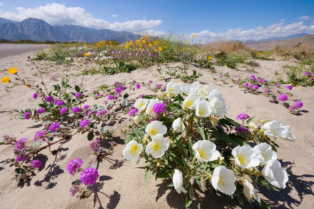 Flowers, Anza-Borrego Desert State Park, California