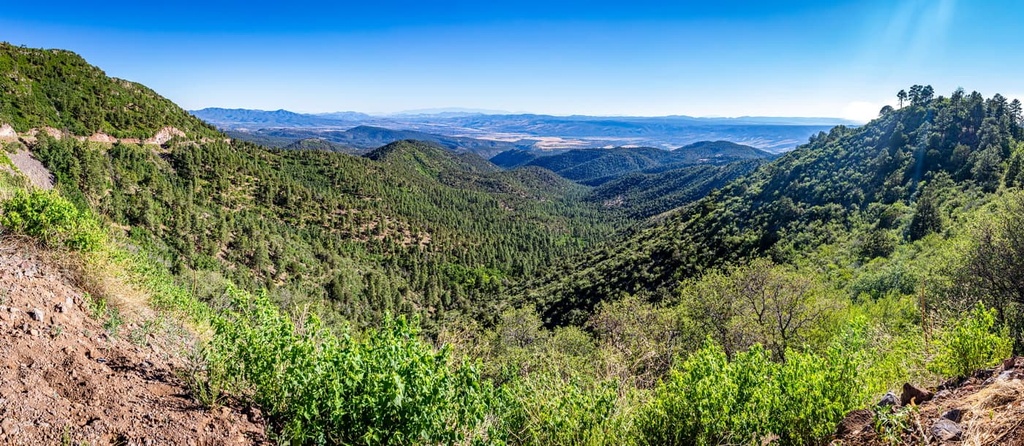 Apache Sitgreaves National Forests 3647