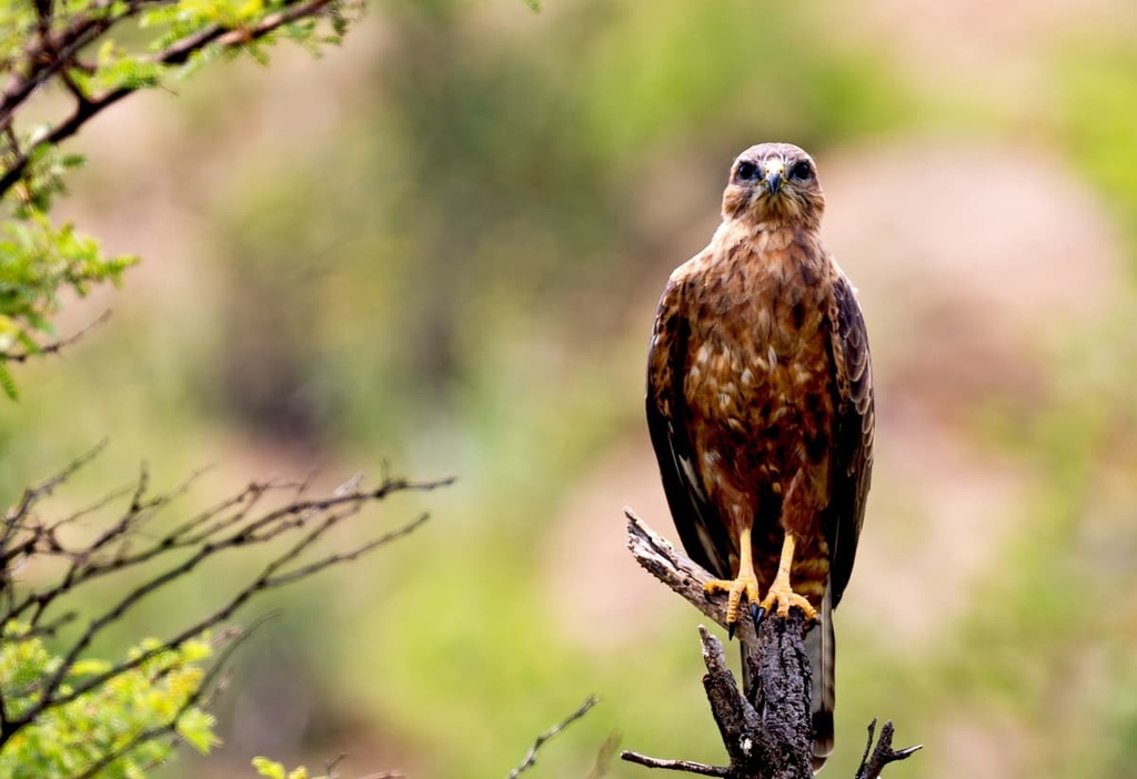 Appennino Lucano National Park Italy