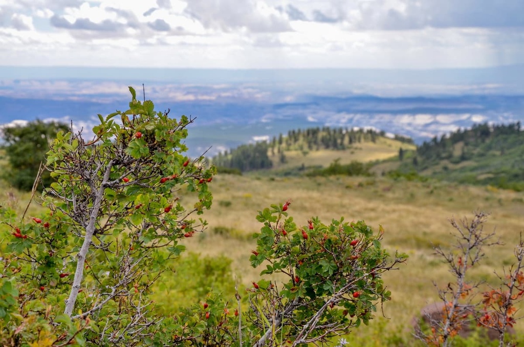 Aquarius Plateau, Utah