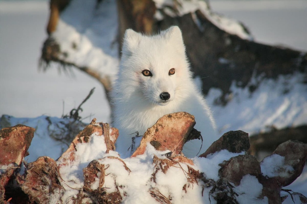 Wild adult arctic fox, Arctic National Wildlife Refuge, Alaska