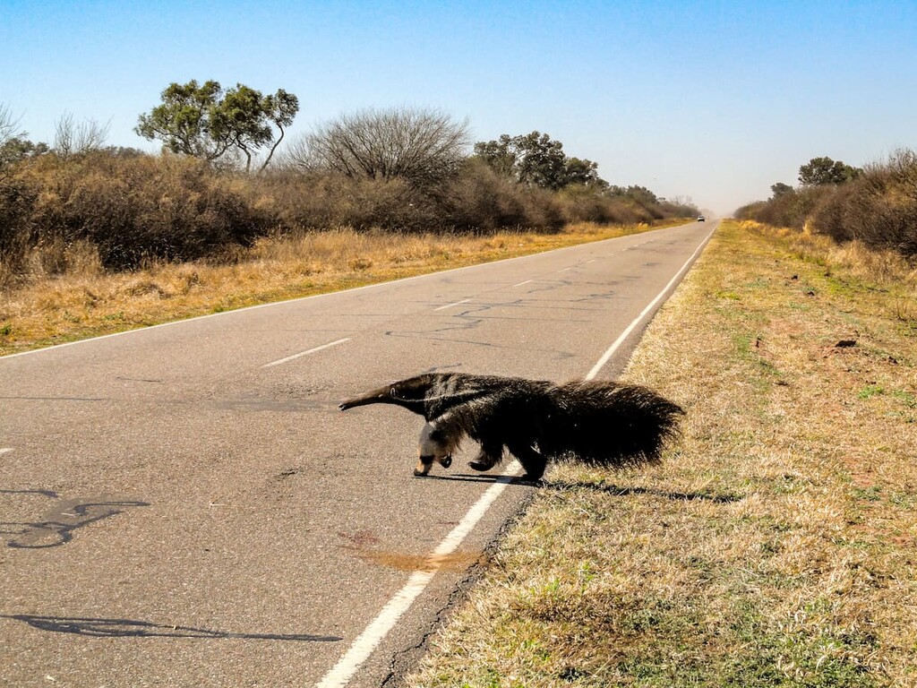 Giant Anteater (Myrmecophaga tridactyla) seen in the Chaco region, Argentina