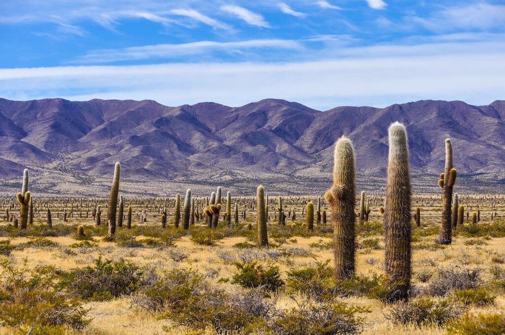 Los Cardones National Park, Argentina