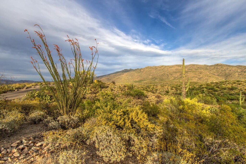 Chihuahuan Deserts, Arizona