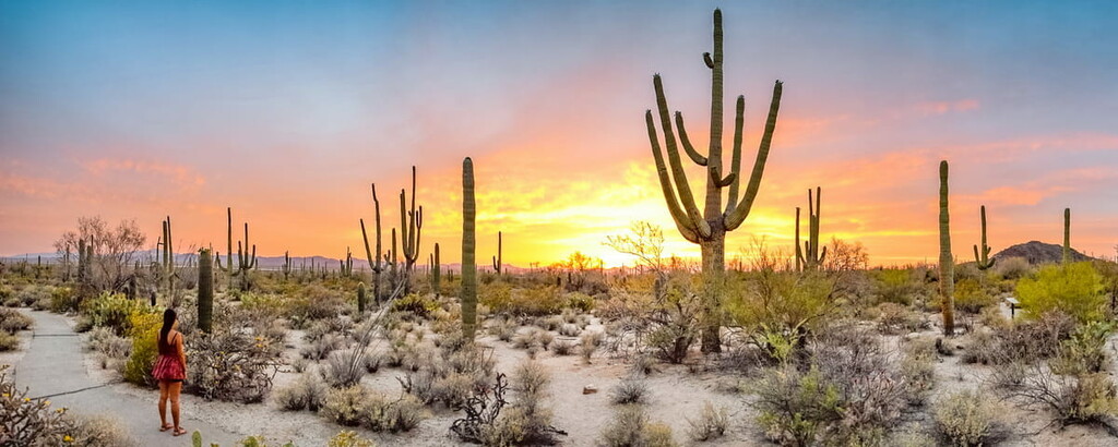 Saguaro National Park, Arizona