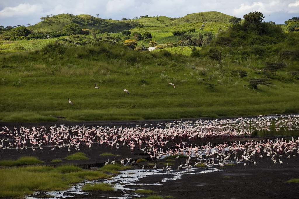 Arusha National Park, Tanzania