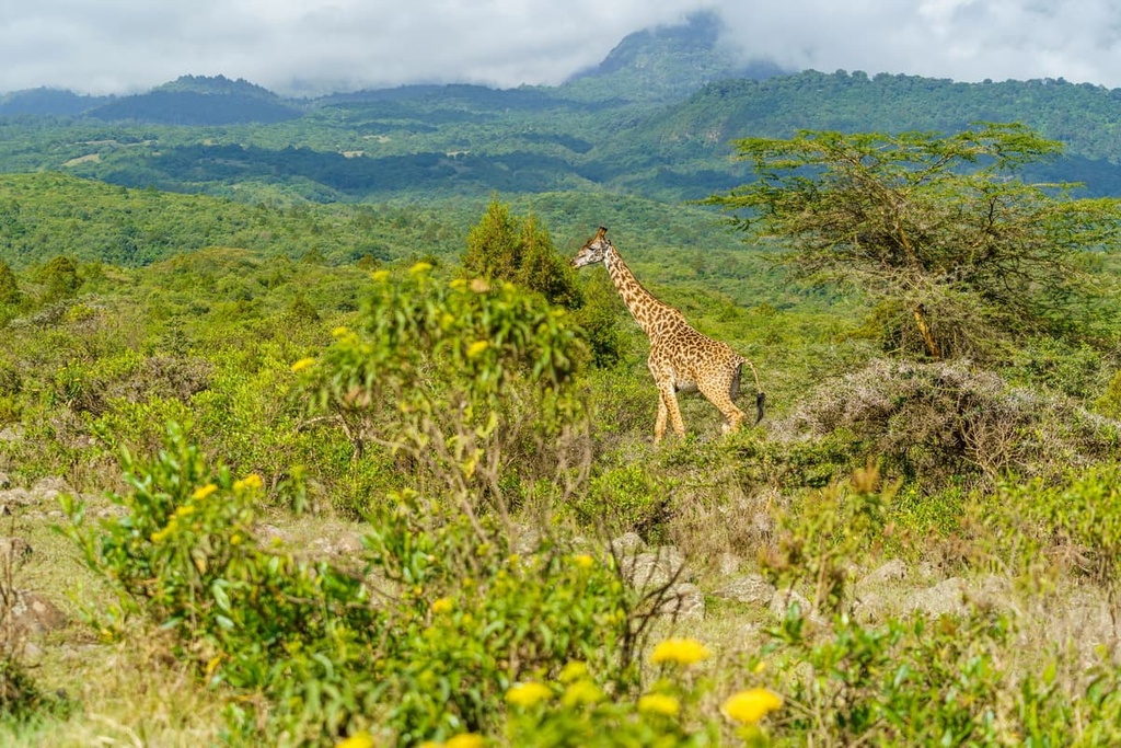 Arusha National Park Aktivit ten GZRXC Arusha National Park Aktivit ten GZRXC