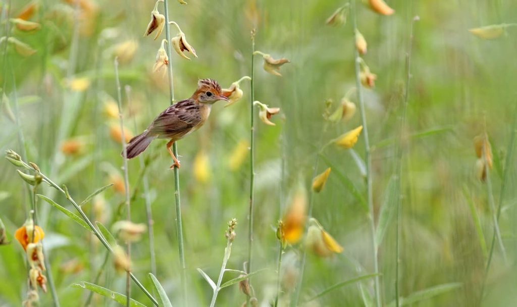 Aso-Kuju National Park, Japan
