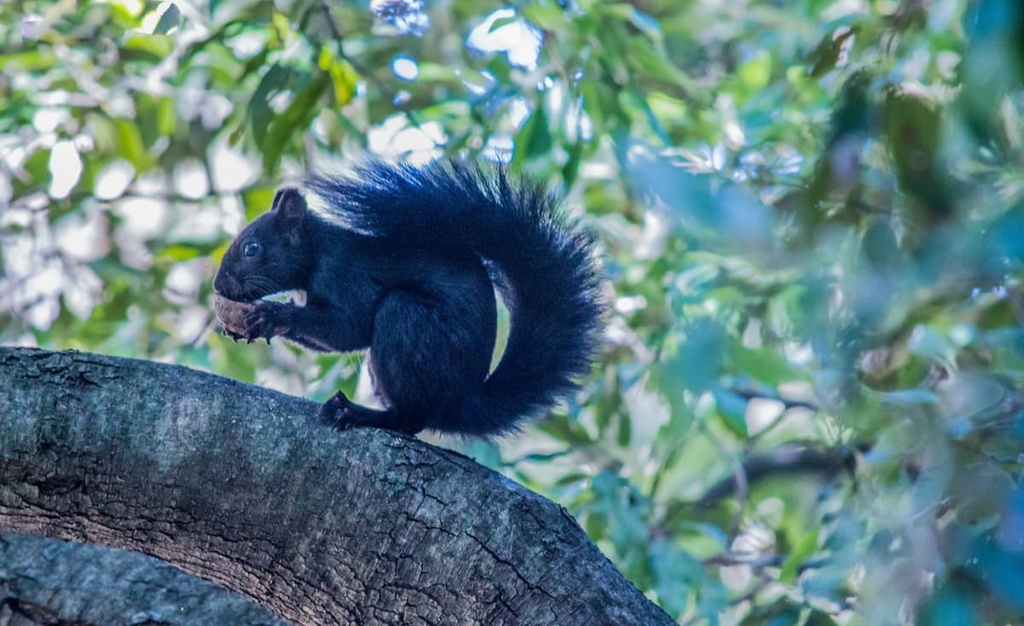 Black Squirrel, Aspromonte National Park, Italy