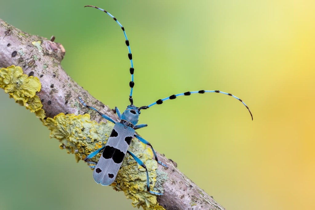 Aspromonte National Park, Italy