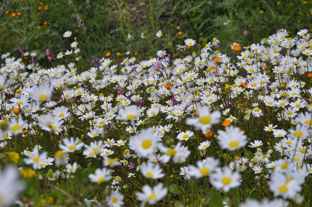 Aspromonte National Park, Italy