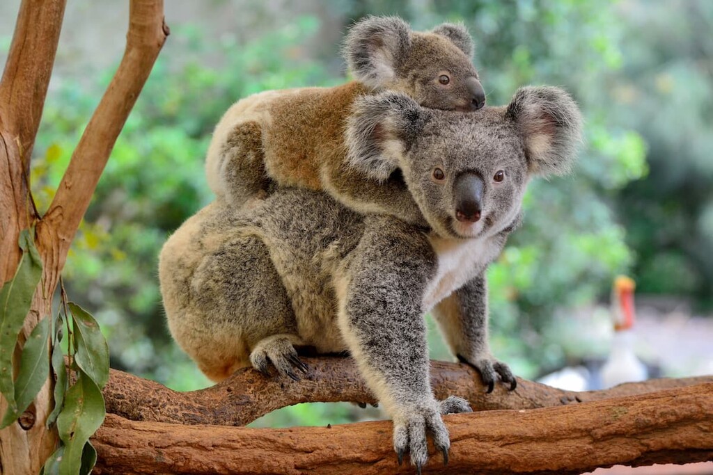 Koalas, Australia