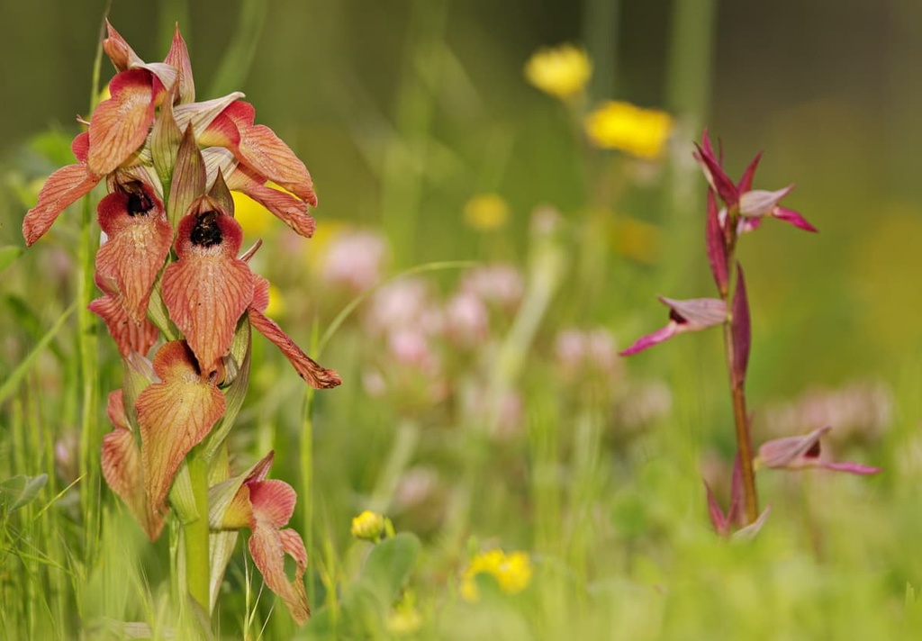 Aveto Natural Regional Park, Italy