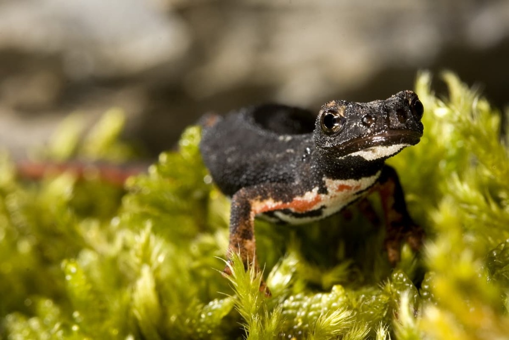 Aveto Natural Regional Park, Italy