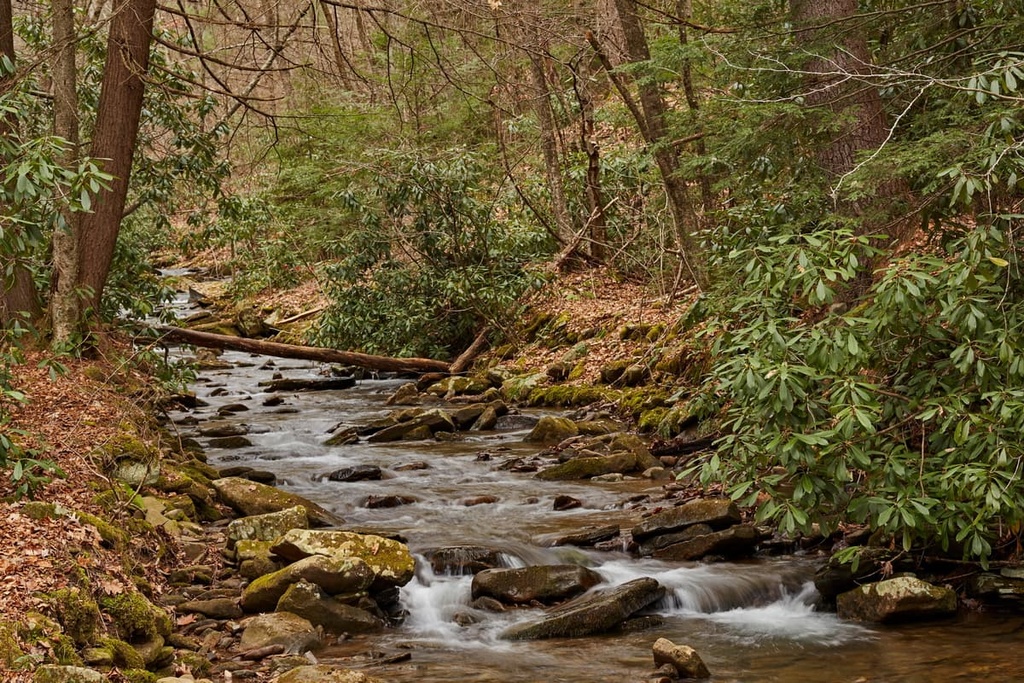 Bald Eagle State Forest, Pennsylvania
