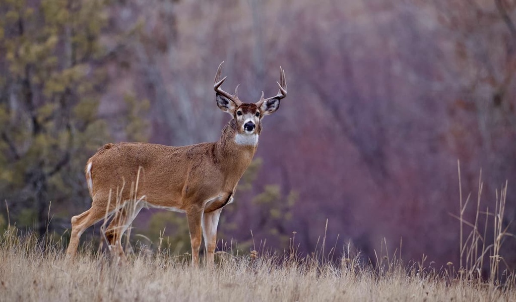 Bald Eagle State Forest, Pennsylvania