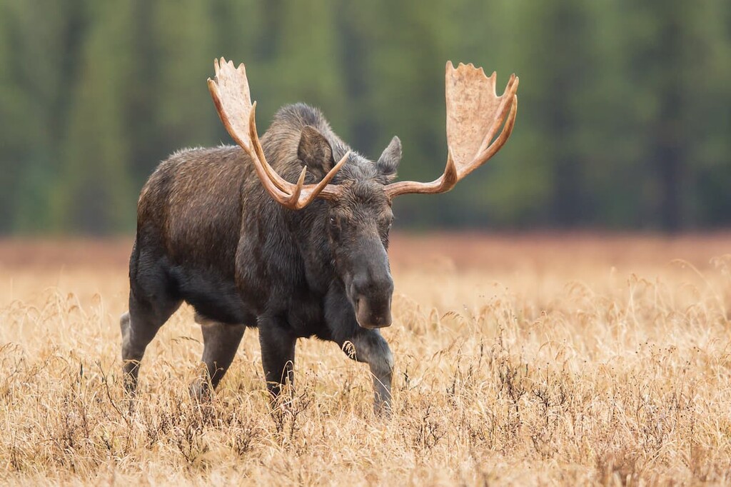 Moose, Banff town, Canada
