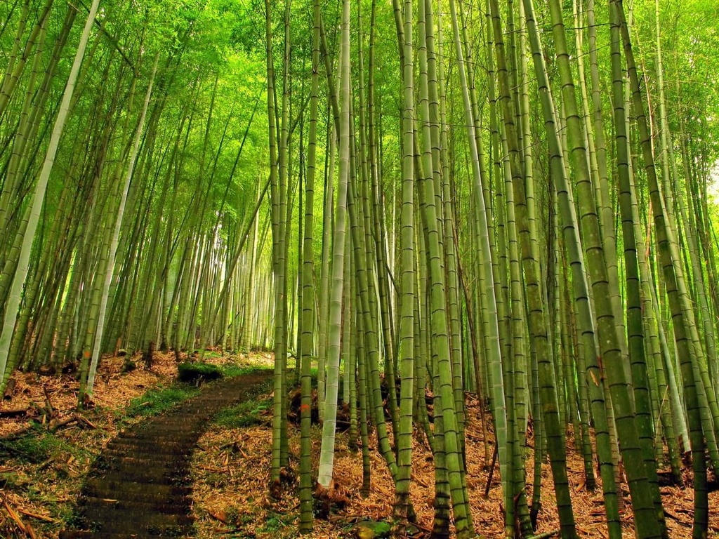 Bamboo Forest, Basianshan National Forest Recreation Area, Taiwan