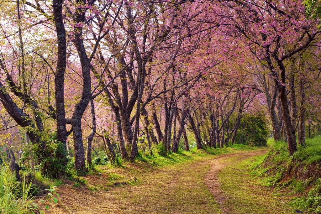 Cherry Blossom Forest, Basianshan National Forest Recreation Area, Taiwan